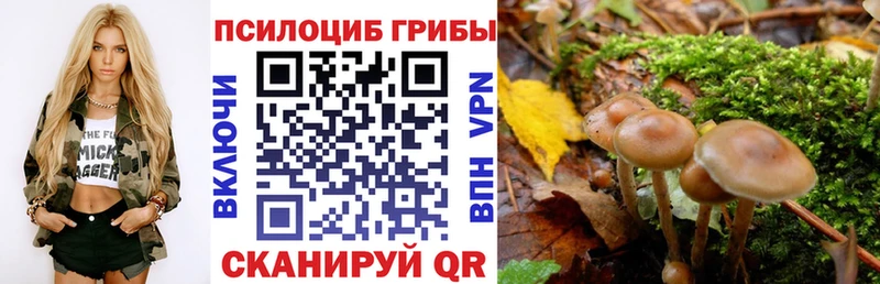 Псилоцибиновые грибы мицелий  Западная Двина 